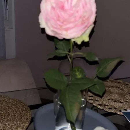 홈스테이 Caquihome