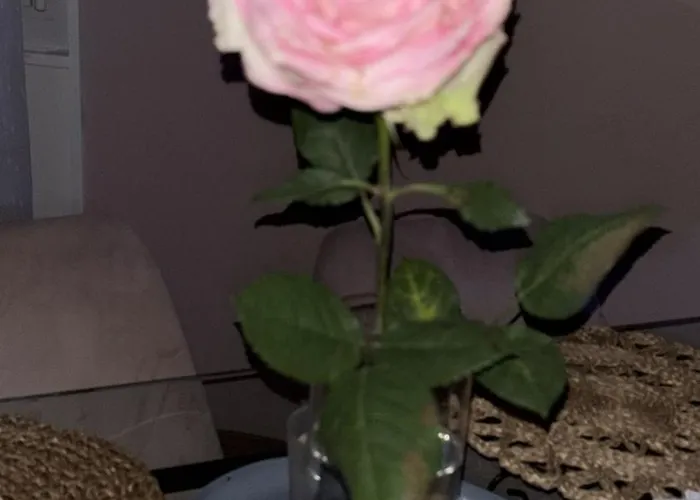 홈스테이 Caquihome